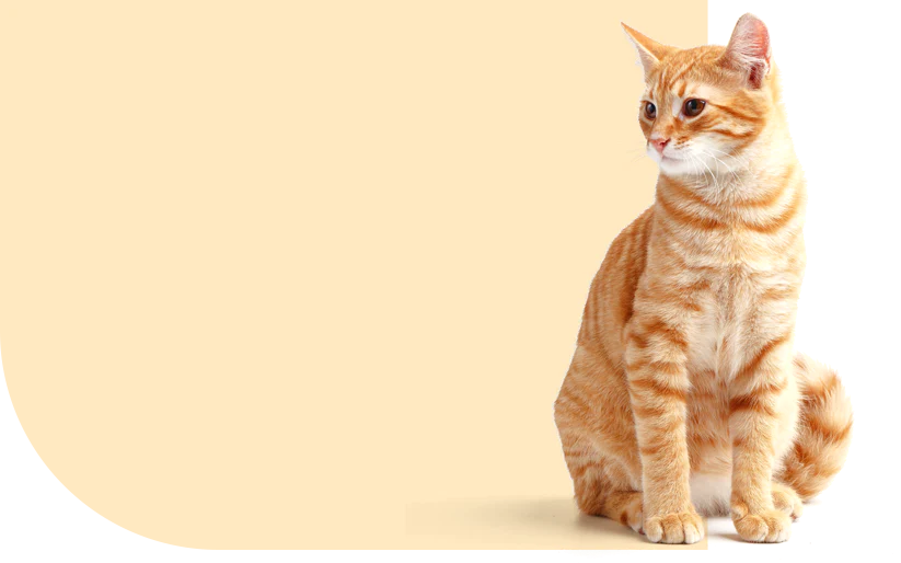 All the Cat<br>Accessories